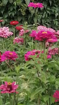 Территория усадьбы 