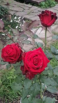 Территория усадьбы 