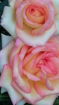 Территория усадьбы 