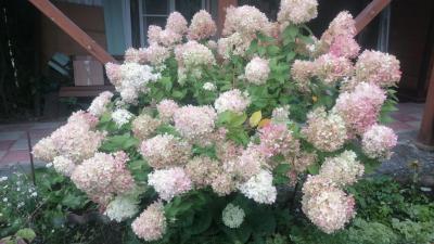 Территория усадьбы 