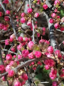 Территория усадьбы 