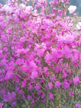 Цветущий маральник на Алтае