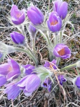 Подснежники в Горном Алтае