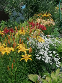 Лилии на территории