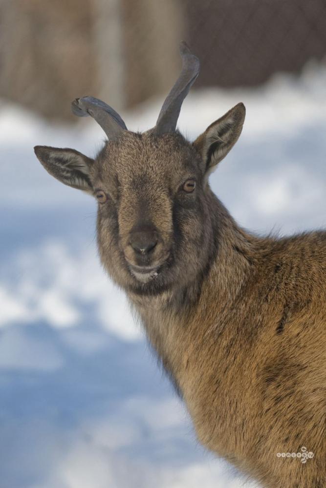 Зоопарк Таежный на Телецком озере