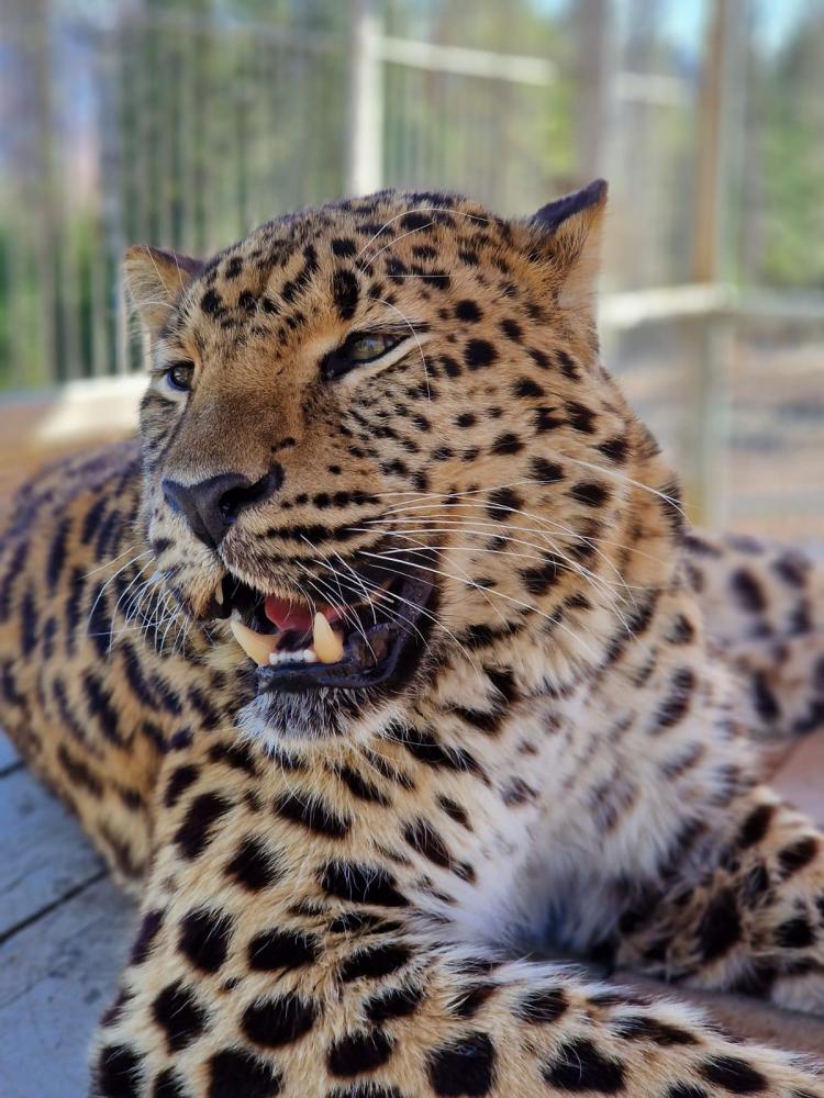 Зоопарк Таежный на Телецком озере