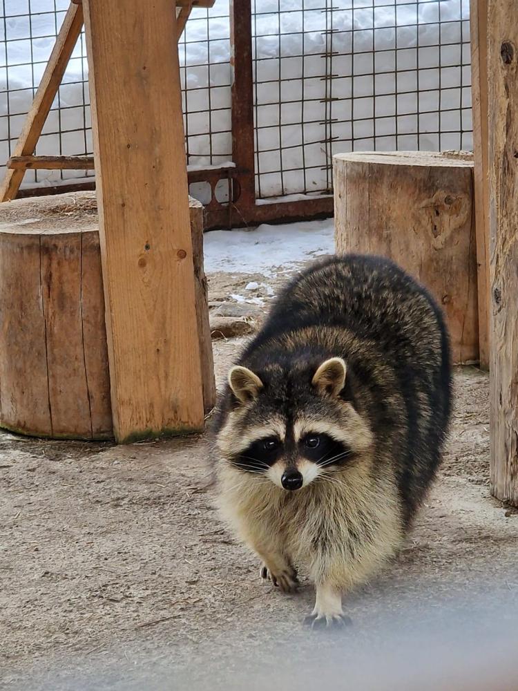 "Таежный" зоопарк на Алтае на Телецком озере