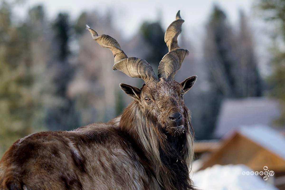 Зоопарк на Телецком озере в Горном Алтае