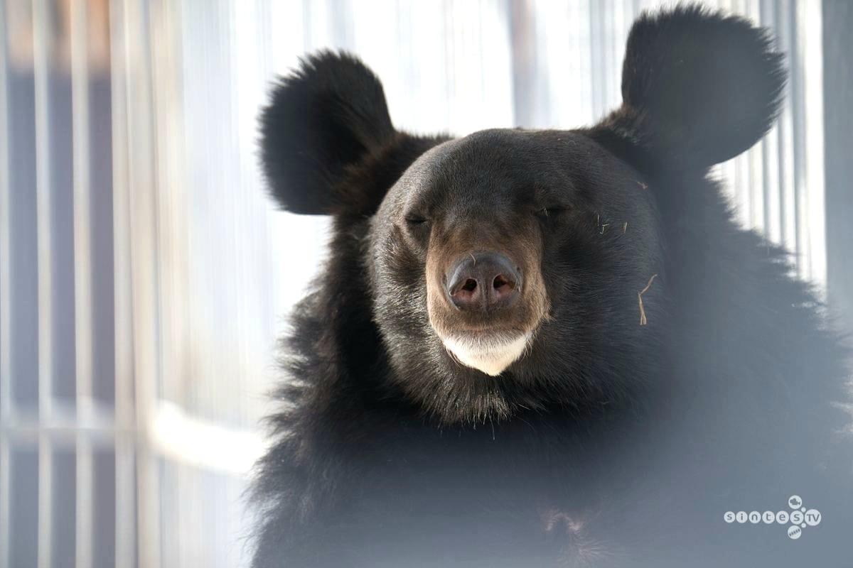 Зоопарк на Телецком озере в Горном Алтае