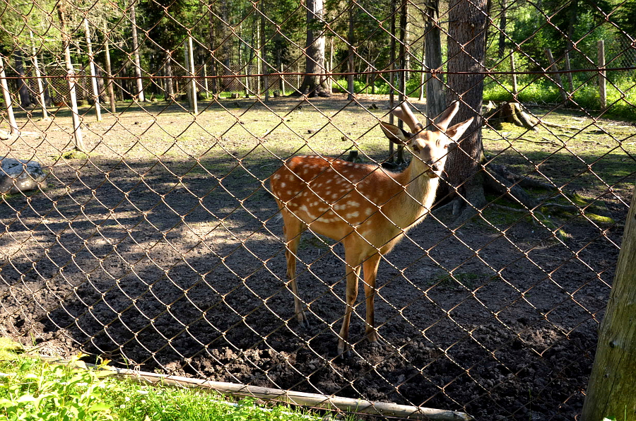 Пятнистый олень