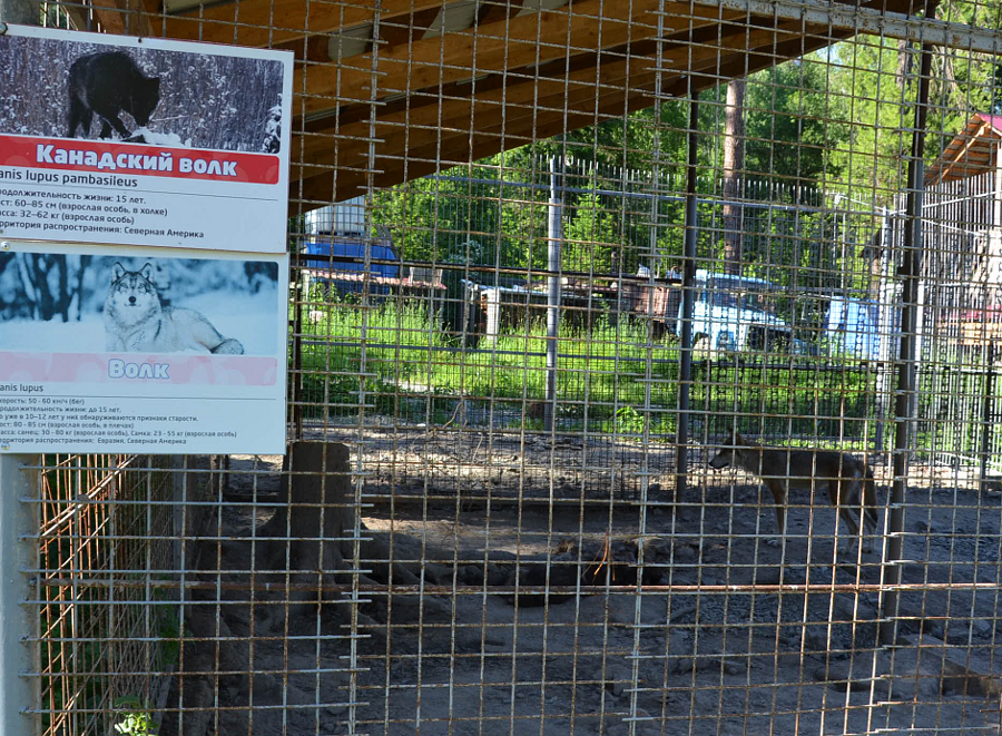 Канадский волк