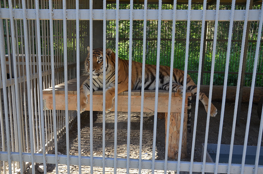 Амурский тигр