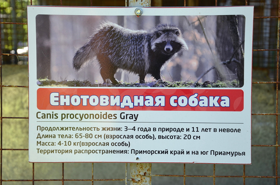 Енотовидная собака