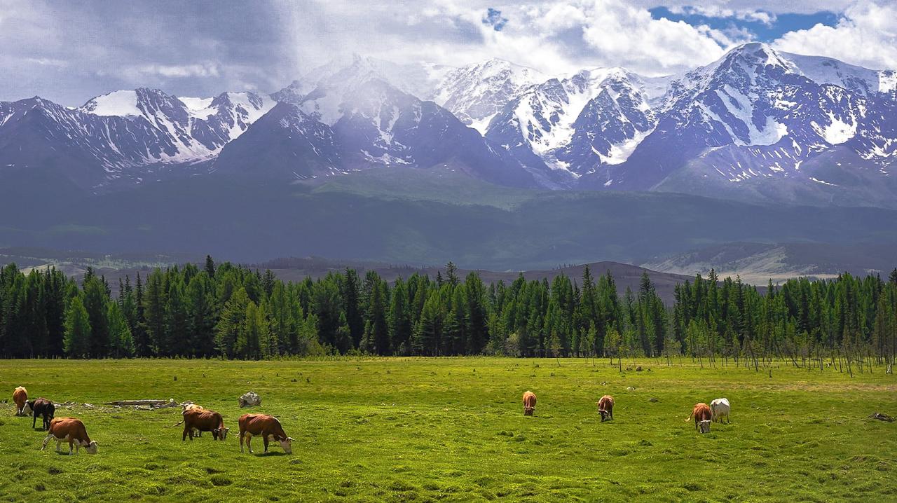 Курайская степь