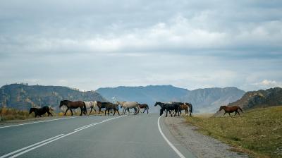 Тур в Горный Алтай из Горно-Алтайска