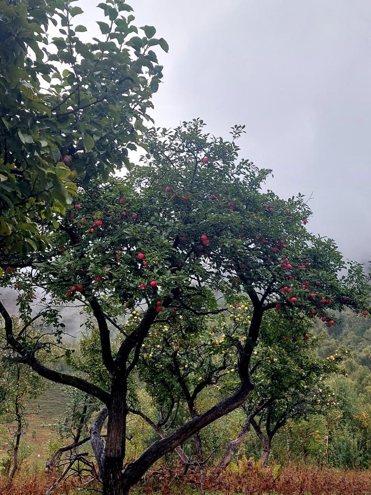 Яблочки заповедные