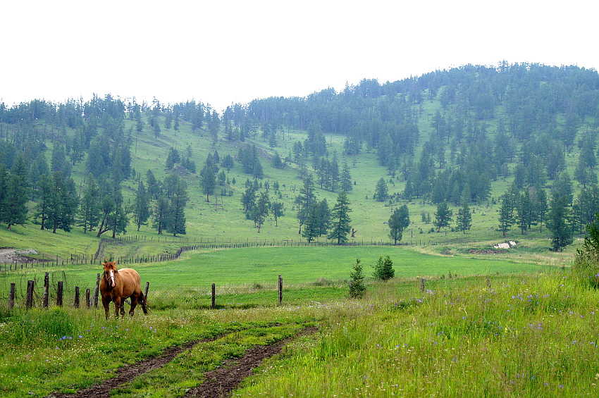 Окрестности маральника