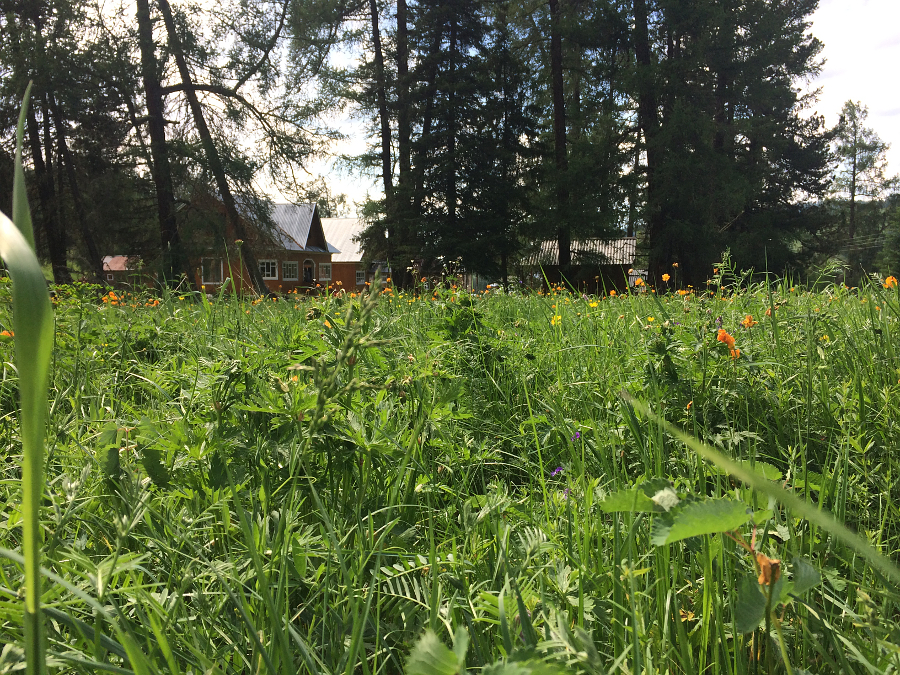 Маральник «Эдельвейс»