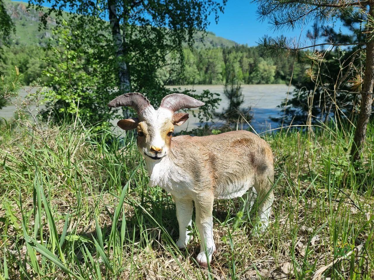 Берег реки Катунь возле зеленого дома "Коза" в Черемшанке