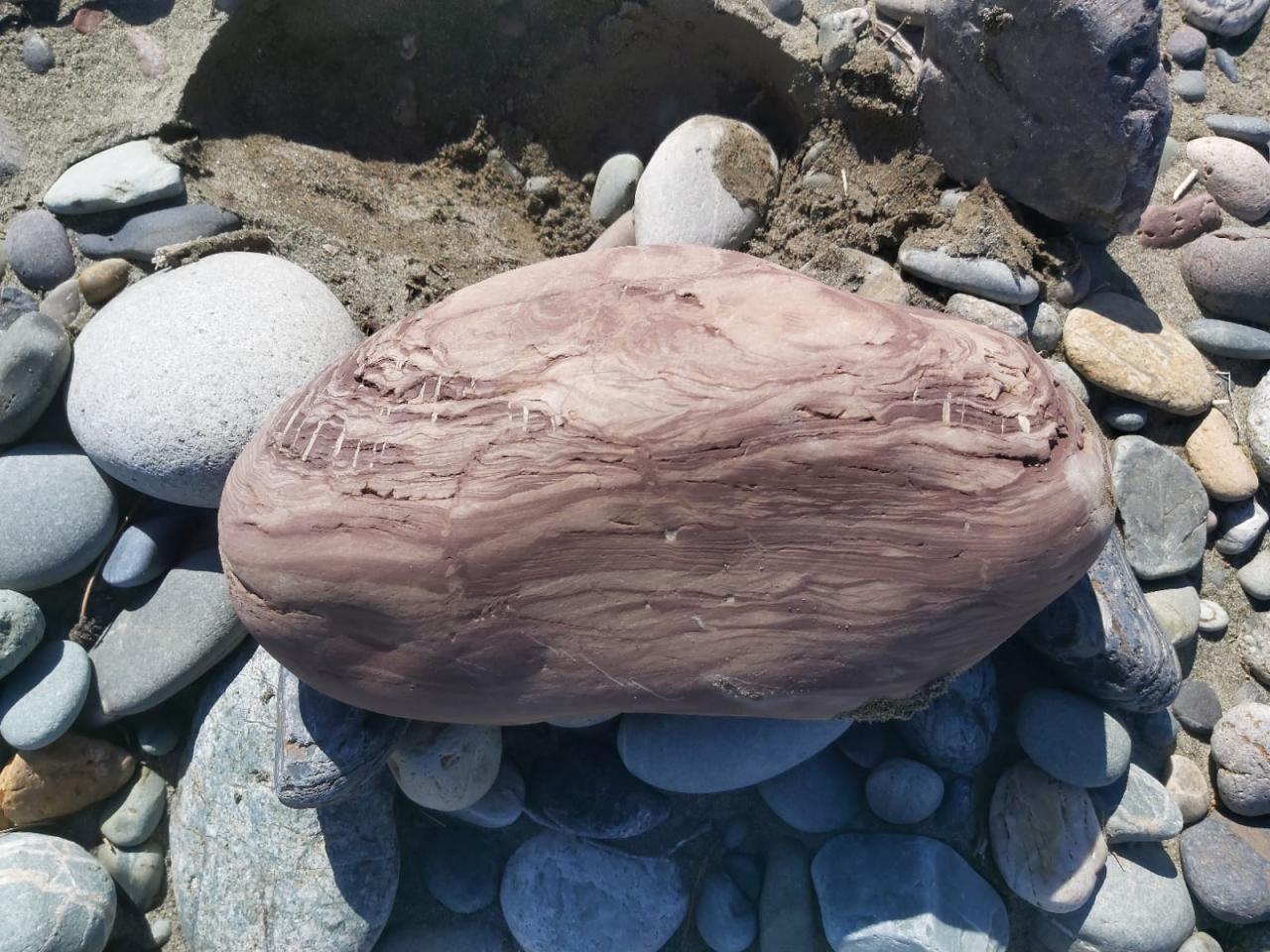 База "Хвойный берег", виды