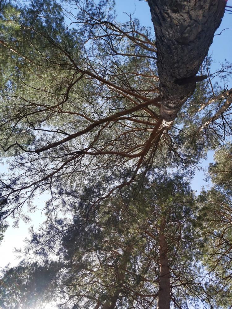 База "Хвойный берег", виды