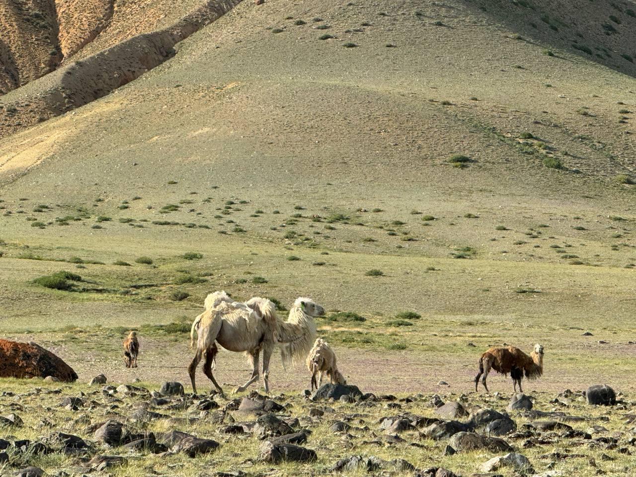 Дикие верблюды в Кош-Агаче