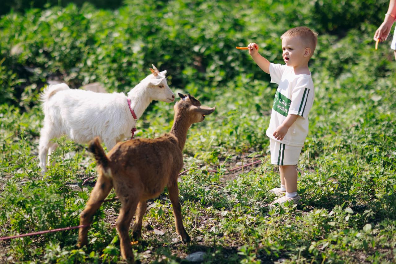 Горная усадьба ALTAYPIC в Чемале