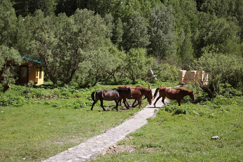 База отдыха "Сибирь" на Алтае