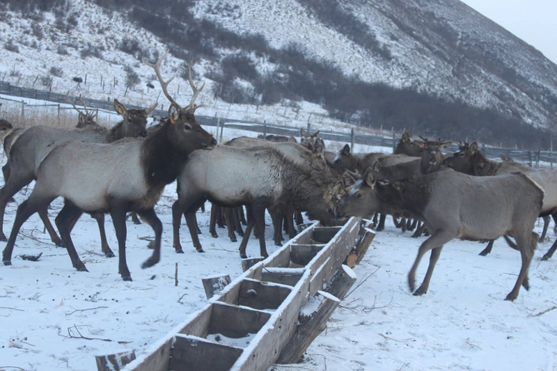 Алтайские маралы