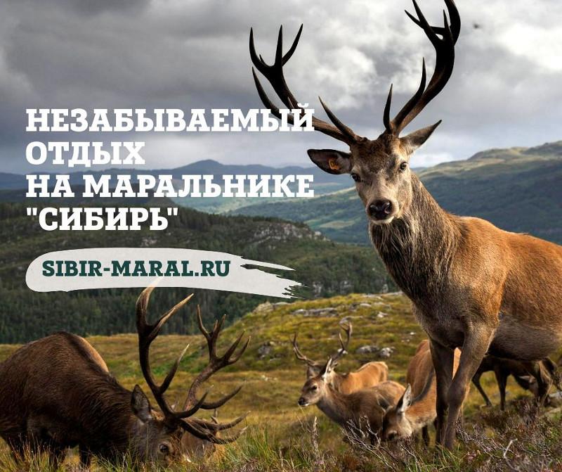 База отдыха Маральник Сибирь