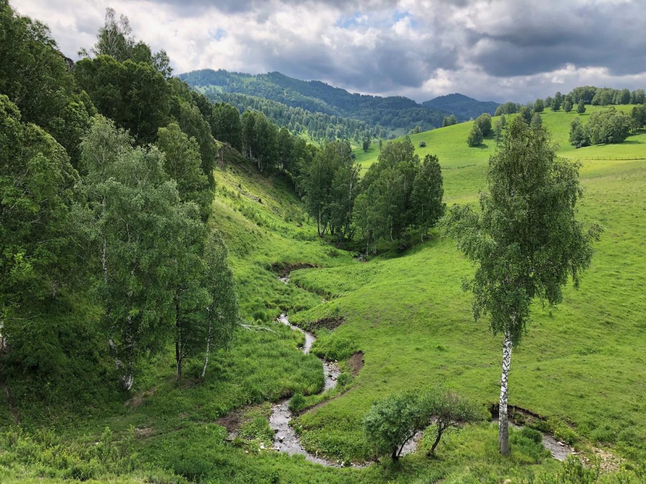 Мараловодческое хозяйство "Сибирь" на Алтае