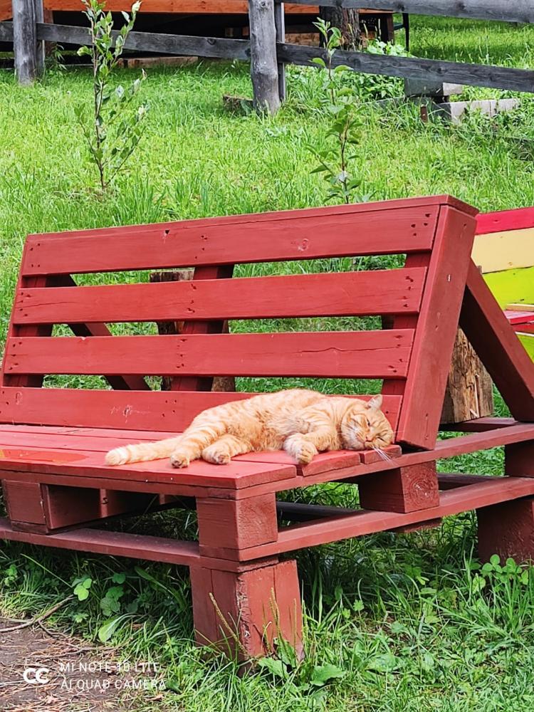 Отдых с видом на горы на Алтае в Чемальском районе