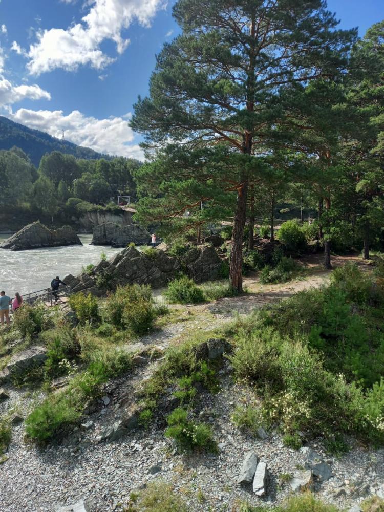 Река Катунь подвесной мост Горный Алтай