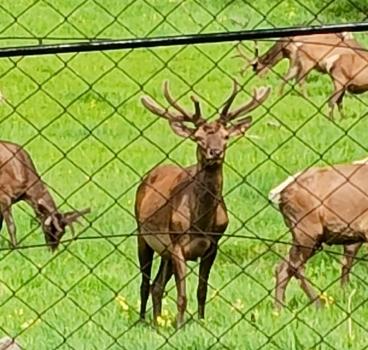 Мараловодческий комплекс Соузар