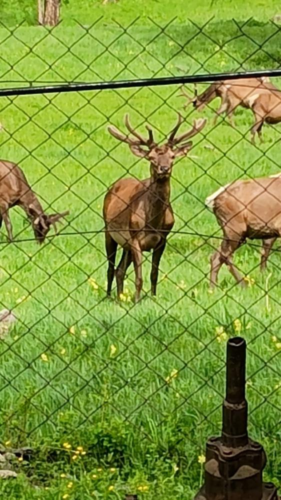 Мараловодческая ферма "Соузар" на Алтае в Усть-Коксинском районе