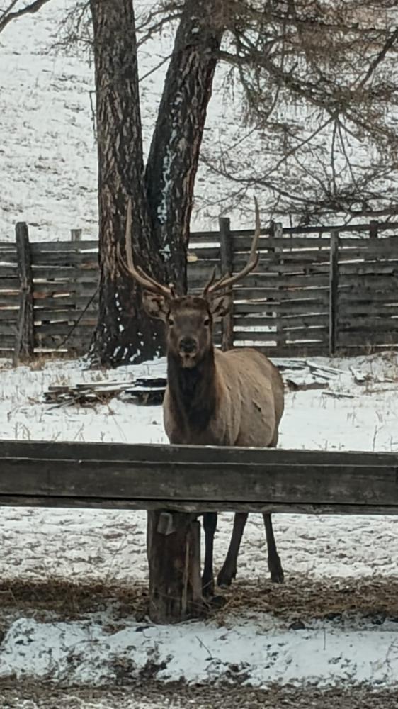 Марал-беглец, пришел только осенью
