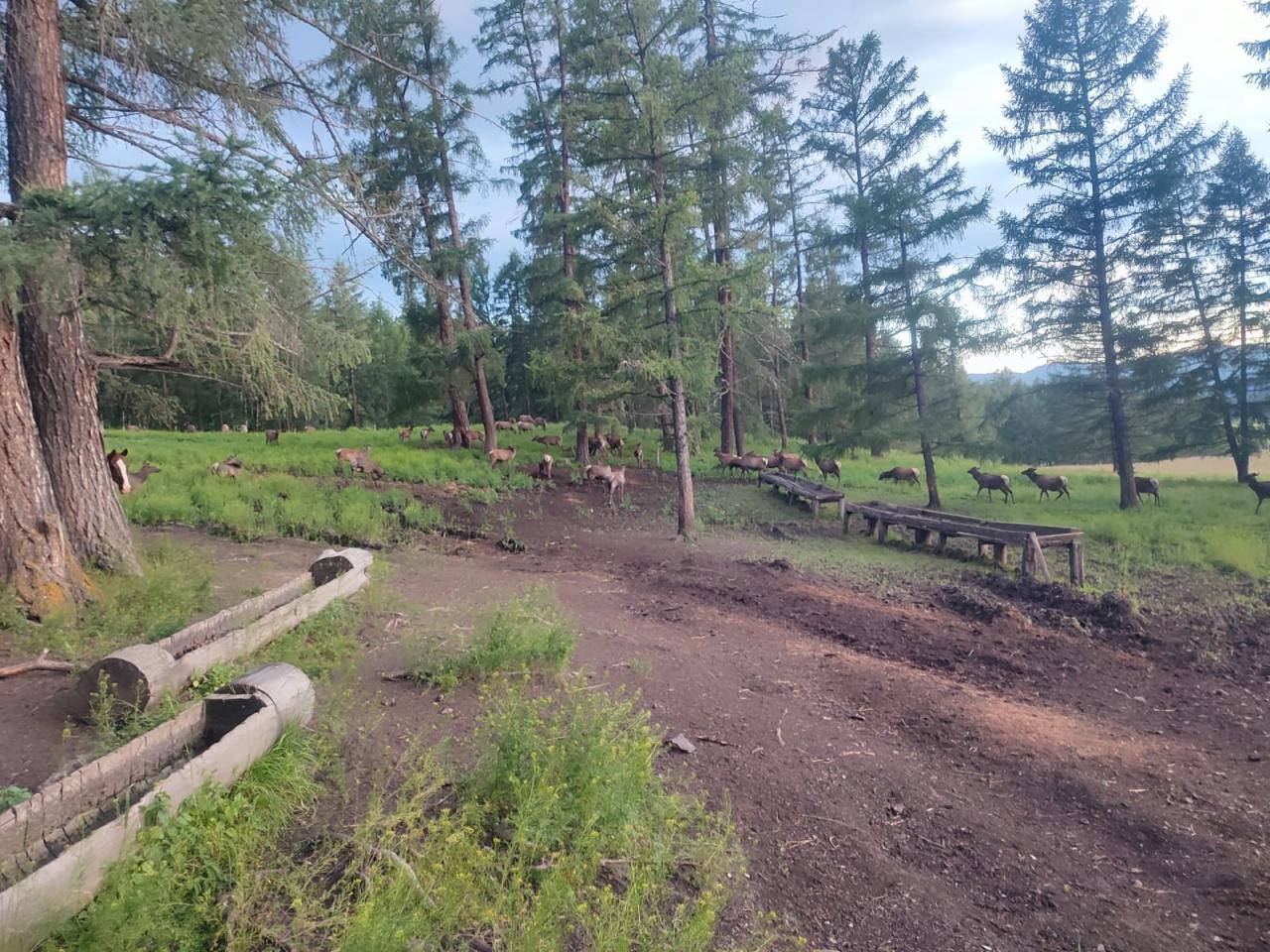 Стадо маралов пасется в маральнике Соузар в Горном Алтае