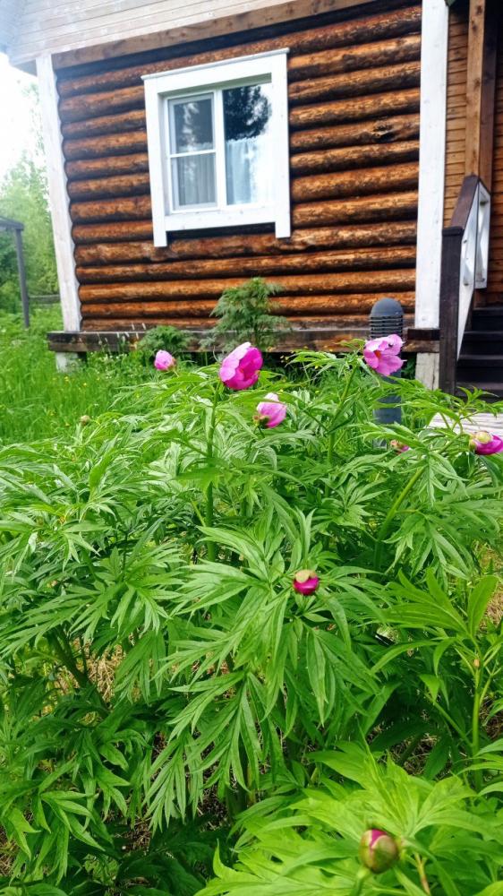 Аренда дома на Алтае для проведения ретритов