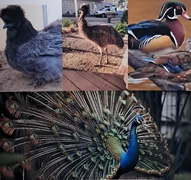 Птицы в вольере турбазы