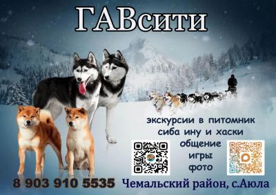 ГАВсити экскурсии к хаски и сиба ину