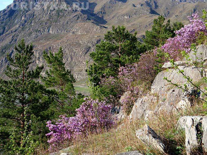 Цветет Рододендрон даурский (багульник) на скалах