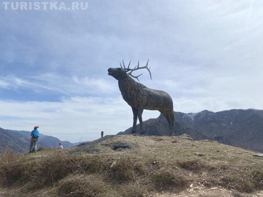 Марал рядом со смотровой площадкой