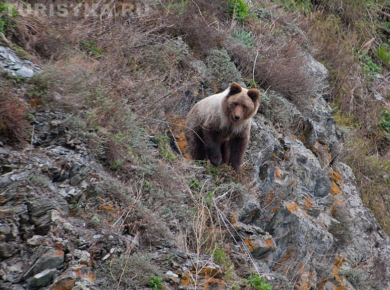 Медведь в Алтайском заповеднике