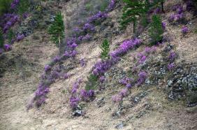 Отдых на Алтае : Цветение маральника, Чемальский район