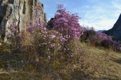 Цветение маральника 2015 вблизи села Еланда