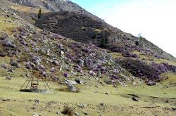 Горный Алтай : Цветение маральника : Цветение маральника в горах перед селом Купчегень за Чике-Таманом