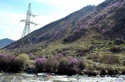 Горный Алтай : Цветение маральника : Маральник на склоне горы и на берегу реки Б. Ильгумень за Чике-Таманом 2015