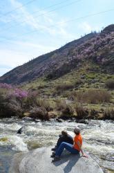 Горный Алтай : Цветение маральника : Сказочные сиреневые горы, цветет маральник 2015