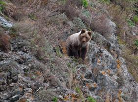 Алтайский биосферный заповедник: Медведи