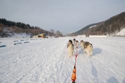 Горный Алтай : Интересное на Алтае : Гонки на собачьих упряжках «По седому Алтаю»